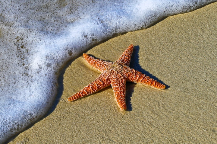 Small starfish 