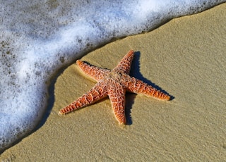 closeup photo of red star fish beside seashore