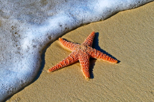 closeup photo of red star fish beside seashore in Key West United States