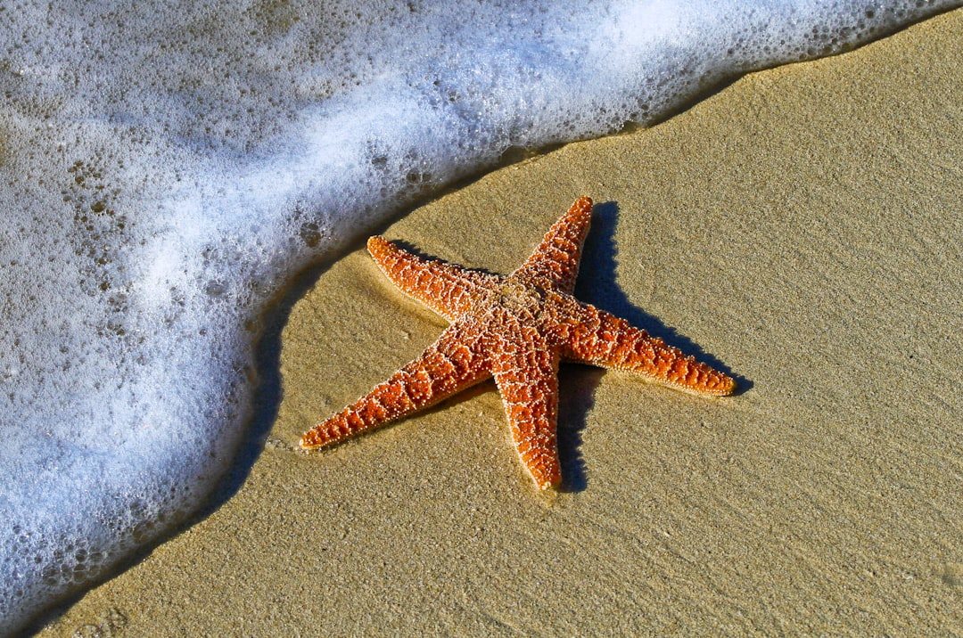 closeup photo of red star fish beside seashore, Starfish on a sand beach
