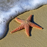 Sea star