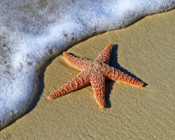 Sea star