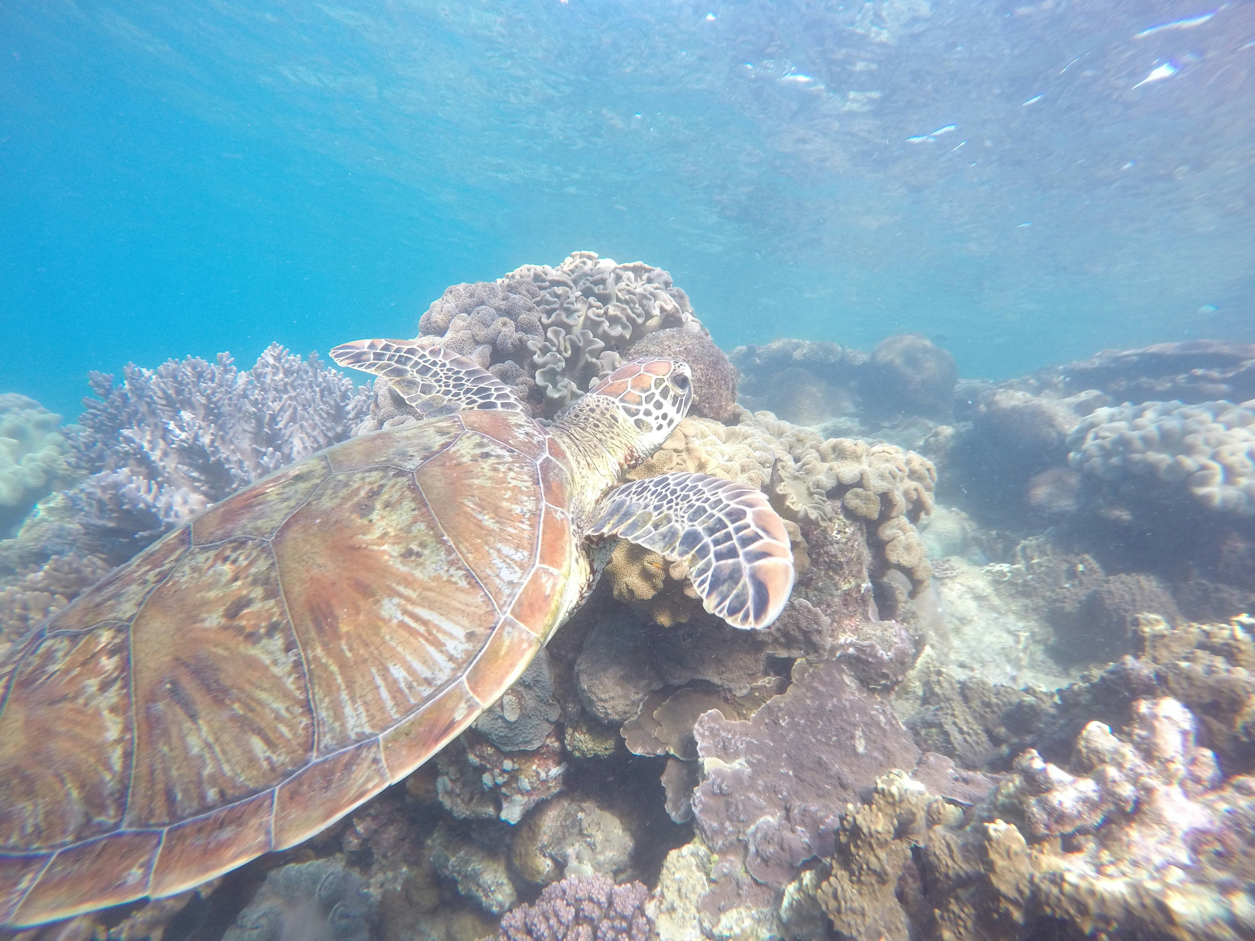 Free Unsplash photo from Roy in het Veld