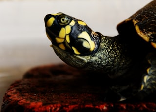 macro shot of green and yellow turtle