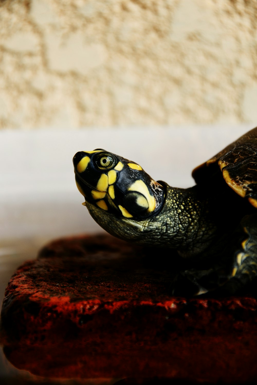 macro shot of green and yellow turtle