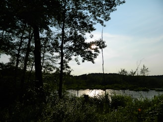 A serene outdoor scene showing Julio capturing inspiration in nature.
