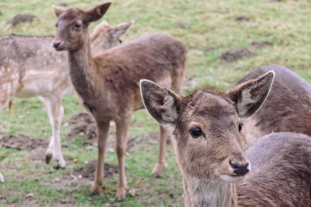 four brown deers during daytime