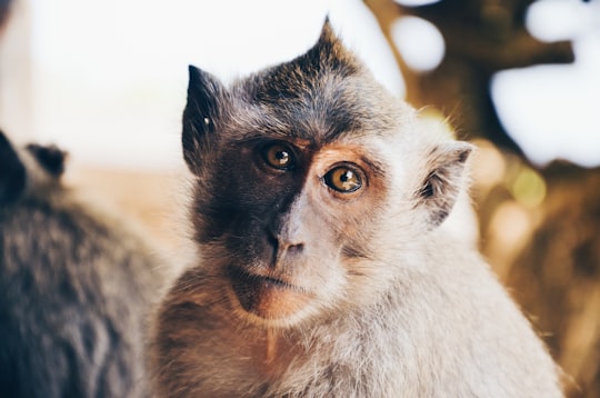 tilt shift lens photography of monkey in Uluwatu Temple Indonesia