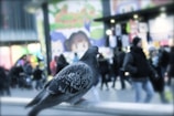 A pigeon is perched on a metal railing in an urban setting with a busy street in the background. People walk by wrapped in winter clothing. A colorful mural with cartoon characters occupies part of a large building.
