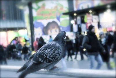A pigeon is perched on a metal railing in an urban setting with a busy street in the background. People walk by wrapped in winter clothing. A colorful mural with cartoon characters occupies part of a large building.