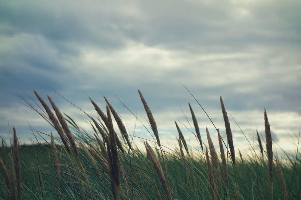 brown and green grass field