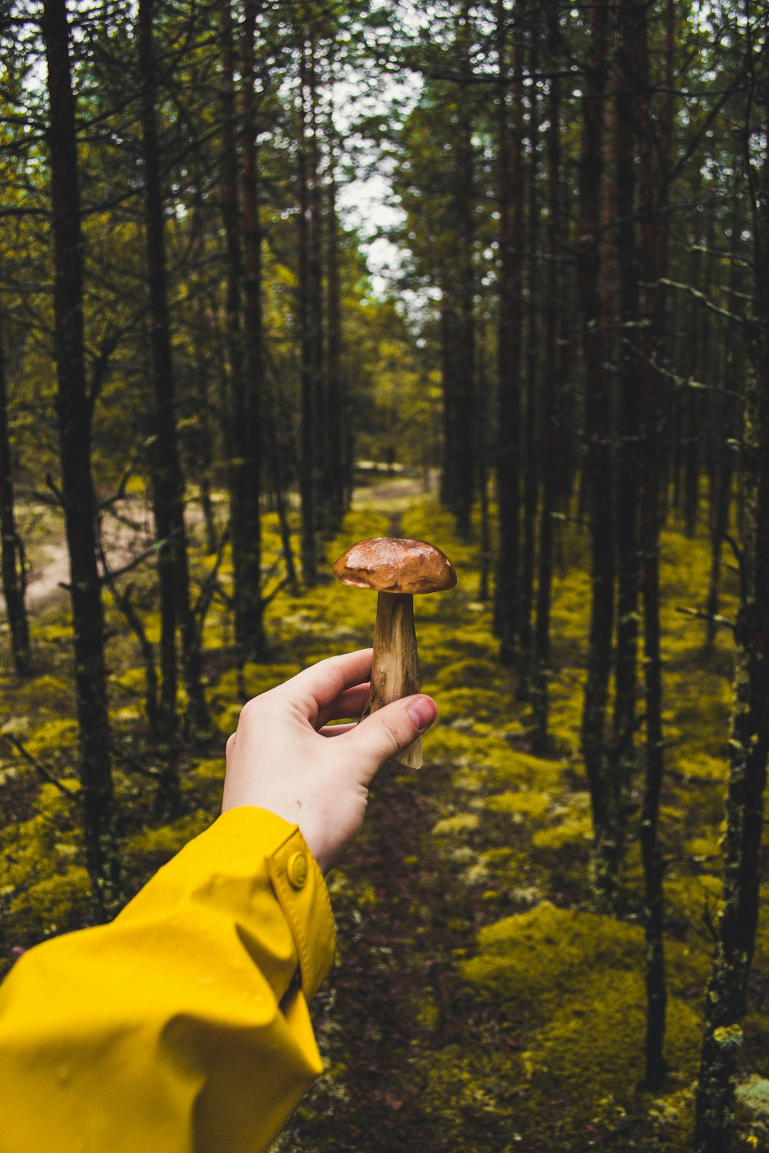 person holding brown mushroom