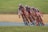 A group of cyclists dressed in matching red and white uniforms is racing closely together on a road. They are leaning into a turn, showcasing teamwork and speed. The background features a grassy area and a section of the racetrack.