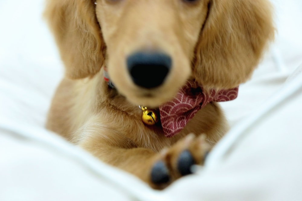 a brown dog with a red bow tie laying on a bed