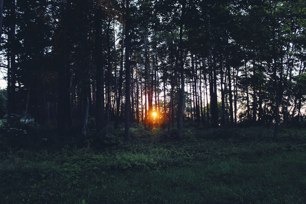 silhouette of sunlight passing through brown trees