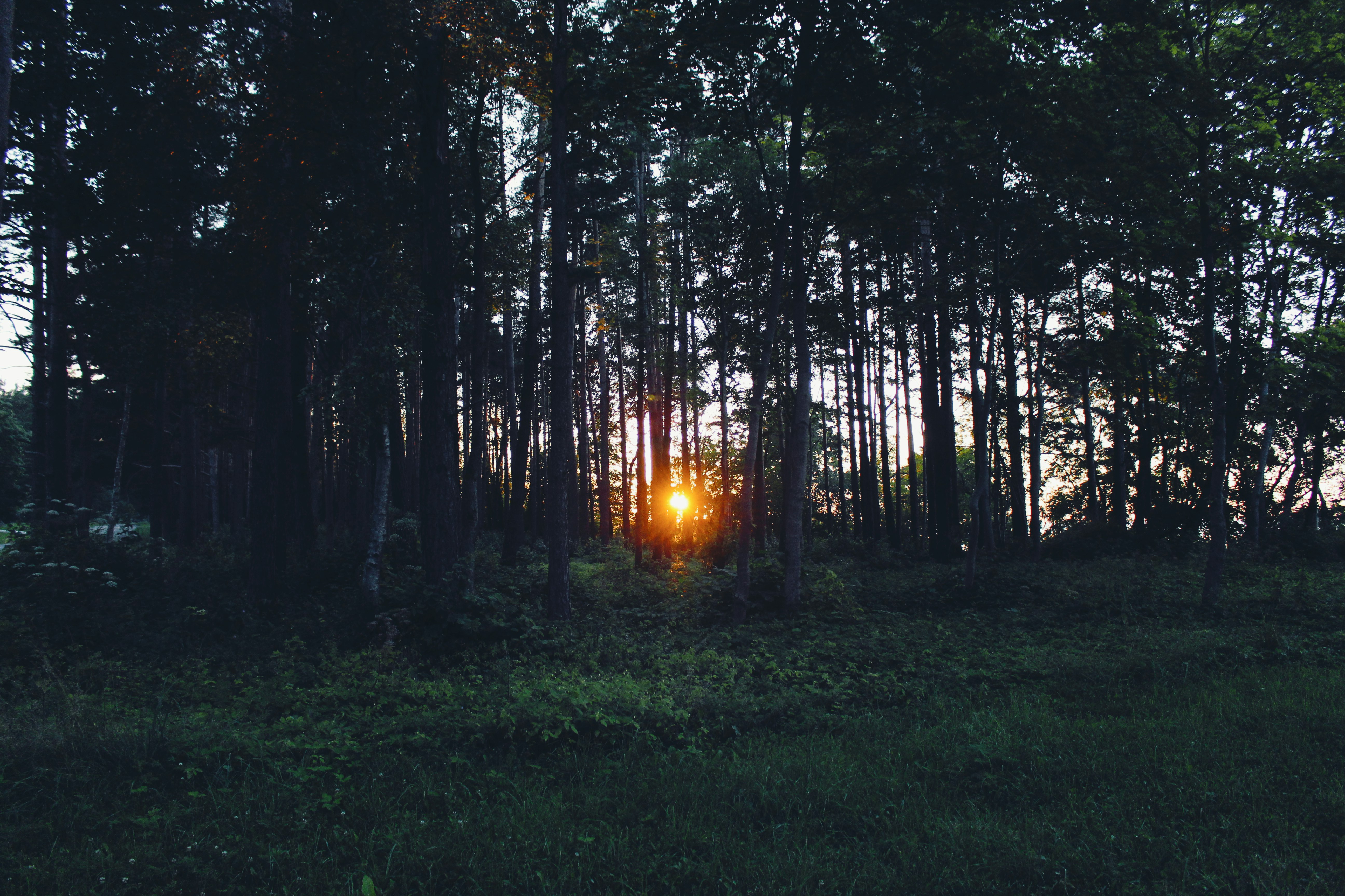 silhouette of sunlight passing through brown trees