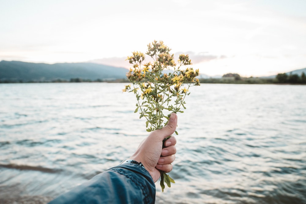 person holding flowers