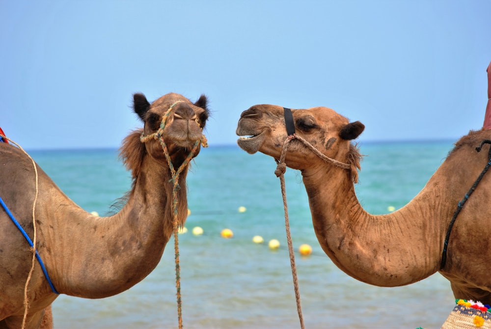 two camels relating to the article where I say I get questioned all the time about my arthritis and the pain.
