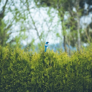blue bird perched on plant during daytime