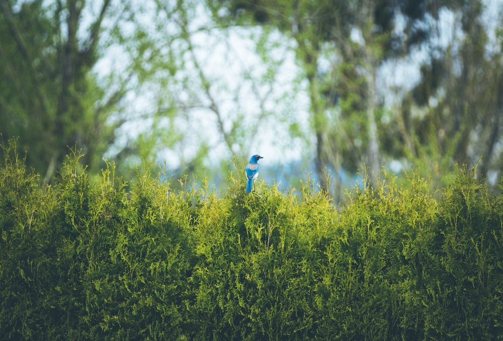 blue bird perched on plant during daytime