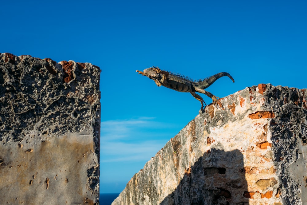 Leguan kurz davor, auf Betonwand zu springen