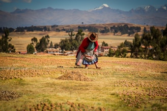 A person wearing traditional clothing is bending over in an agricultural field dotted with small brown mounds, possibly piles of crops. In the background, there are trees, a few buildings, and mountains under a mostly clear sky.