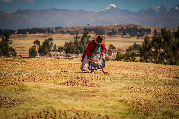 A person wearing traditional clothing is bending over in an agricultural field dotted with small brown mounds, possibly piles of crops. In the background, there are trees, a few buildings, and mountains under a mostly clear sky.