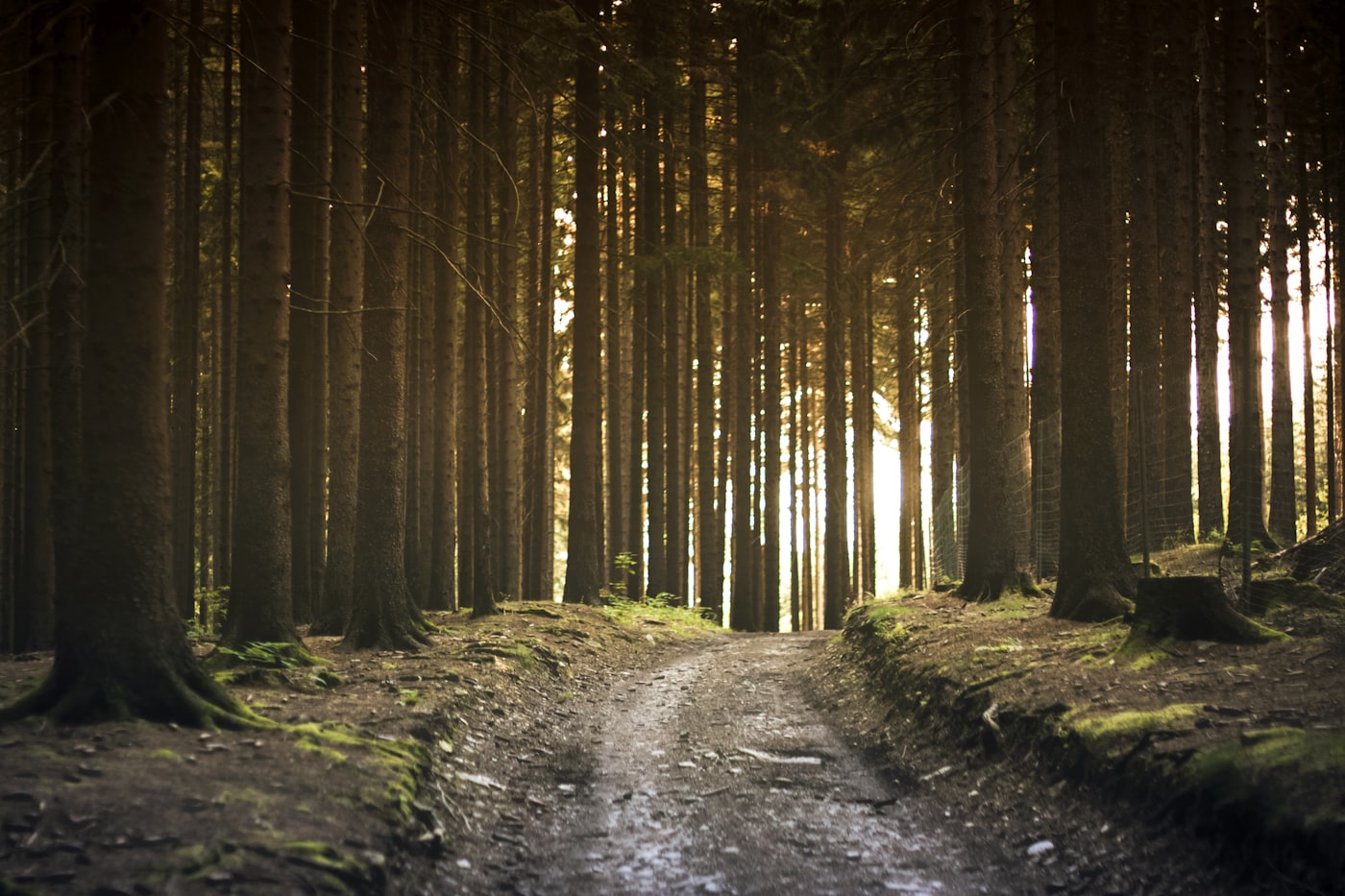 Forest pathway with soft morning light