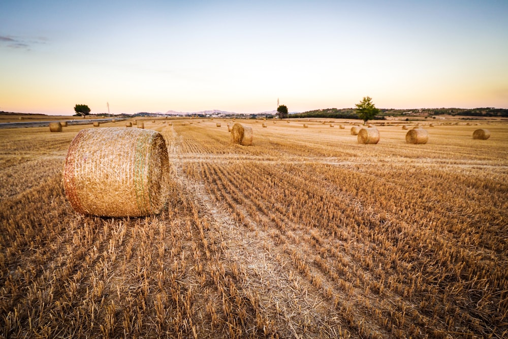 Harvesting Pictures Download Free Images On Unsplash