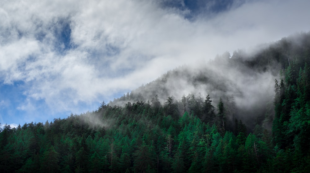 árboles verdes cubiertos de niebla