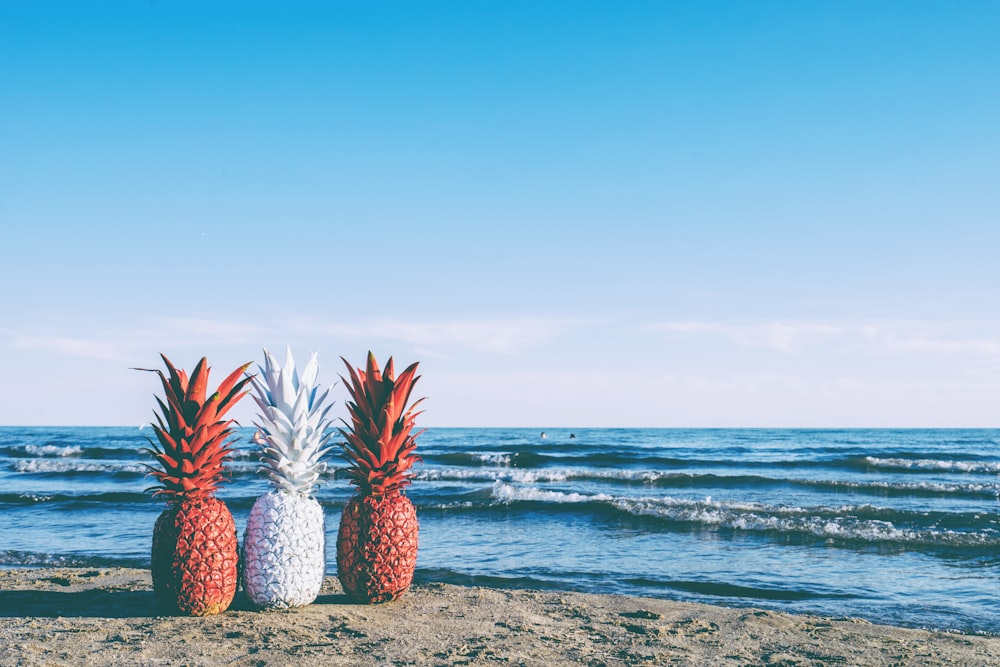 three pineapple fruits in beach