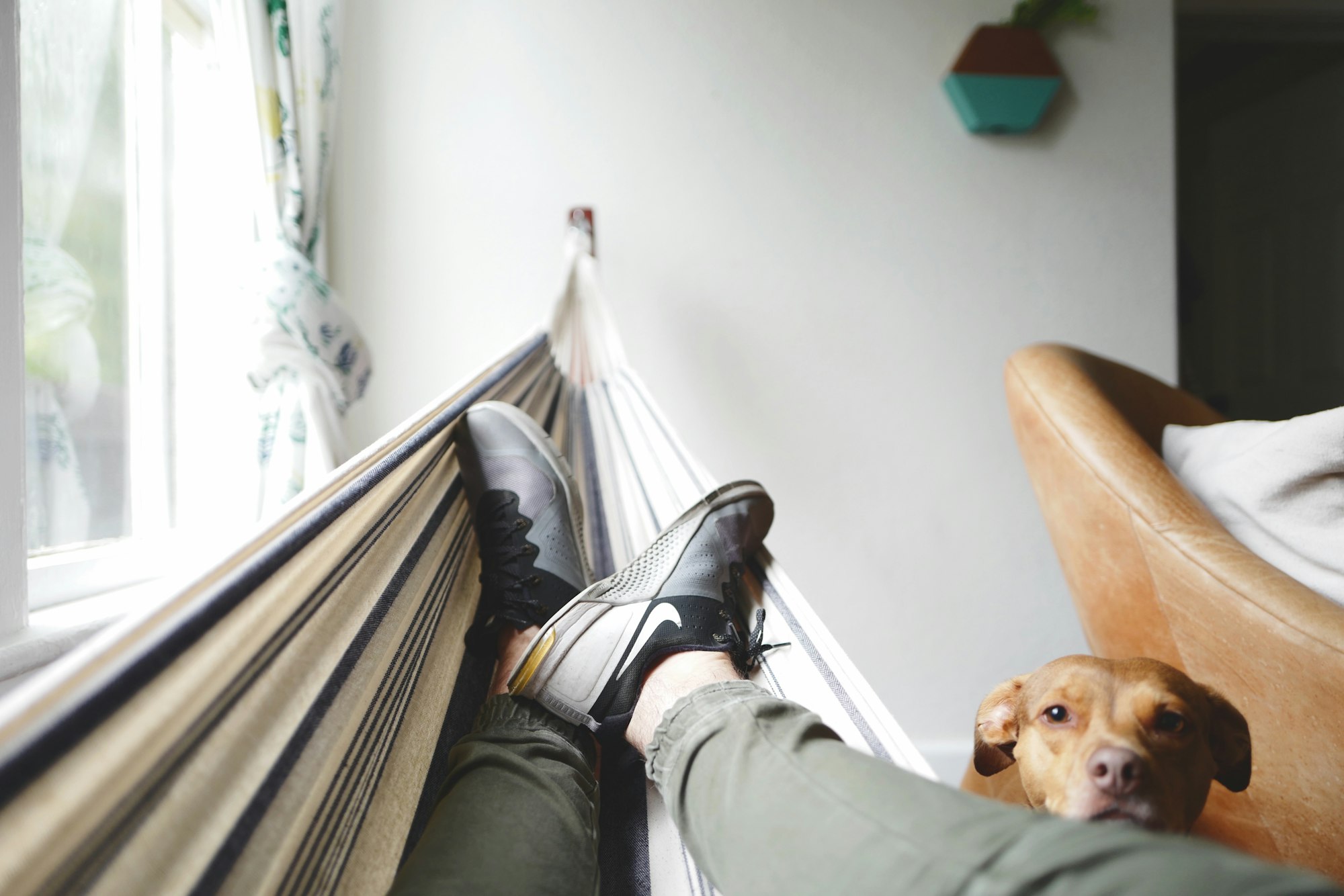 A person on a hammock with their dog looking at them