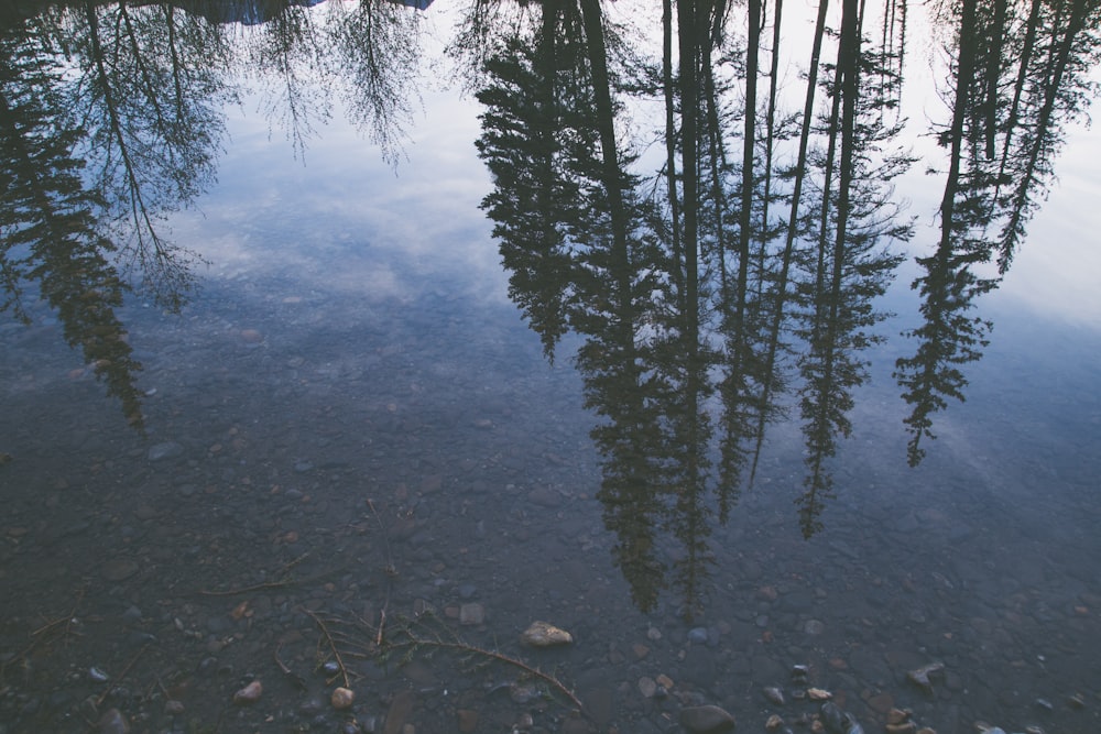 pine trees near lake