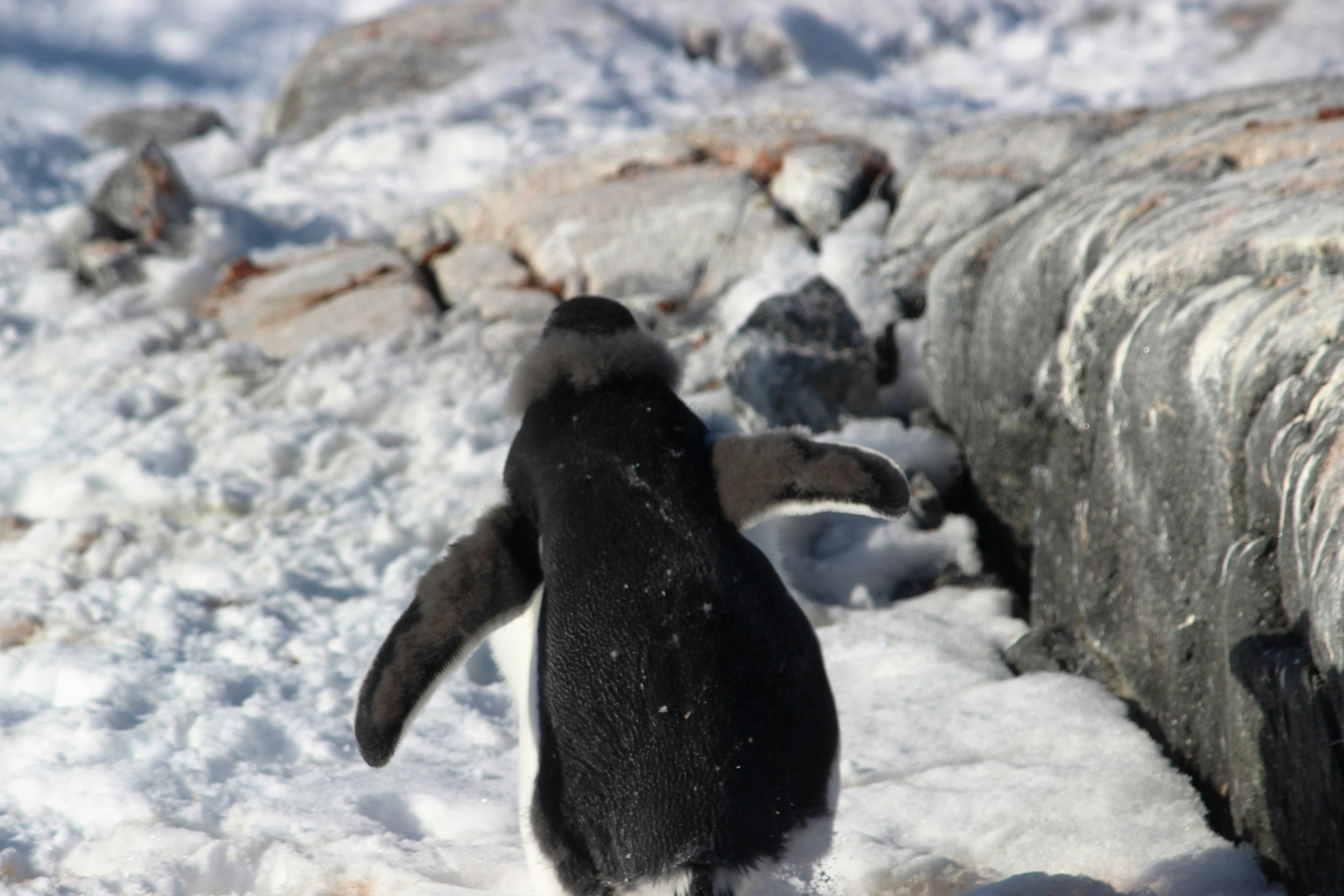 Free Unsplash photo from Shruti Kela