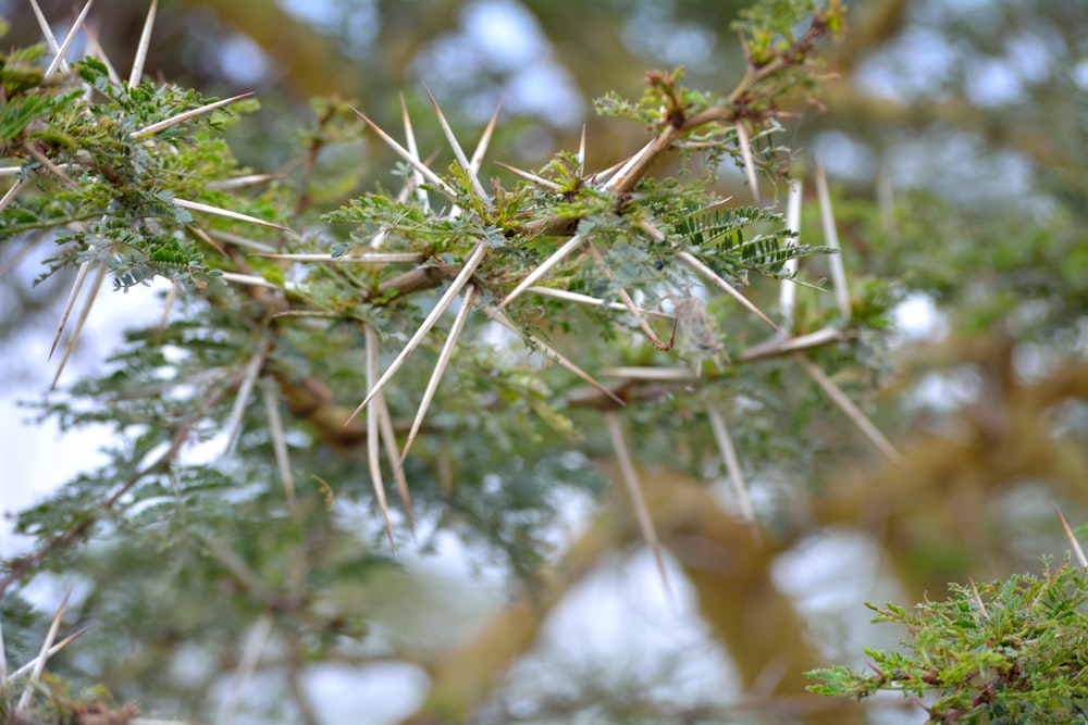 Pointy sticks in a tree branch.