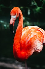flamingo in macro shot photography