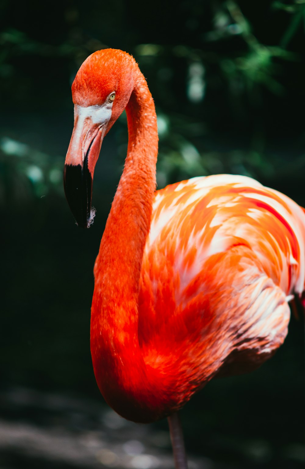 flamingo em fotografia macro