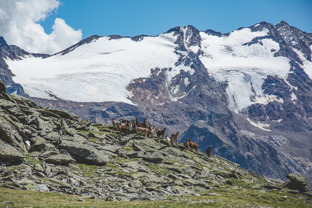 herd of brown animals on mountain at daytime