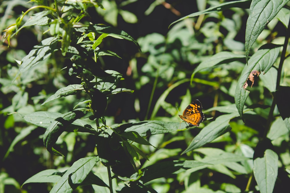 orange and black butterfly on green leaf