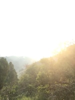 Sunlight filtering through trees over a cultivated plantation area.