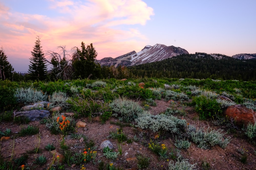 mountain range near green grass field