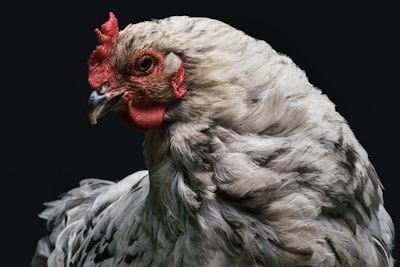 gray and red rooster chicken zoom background