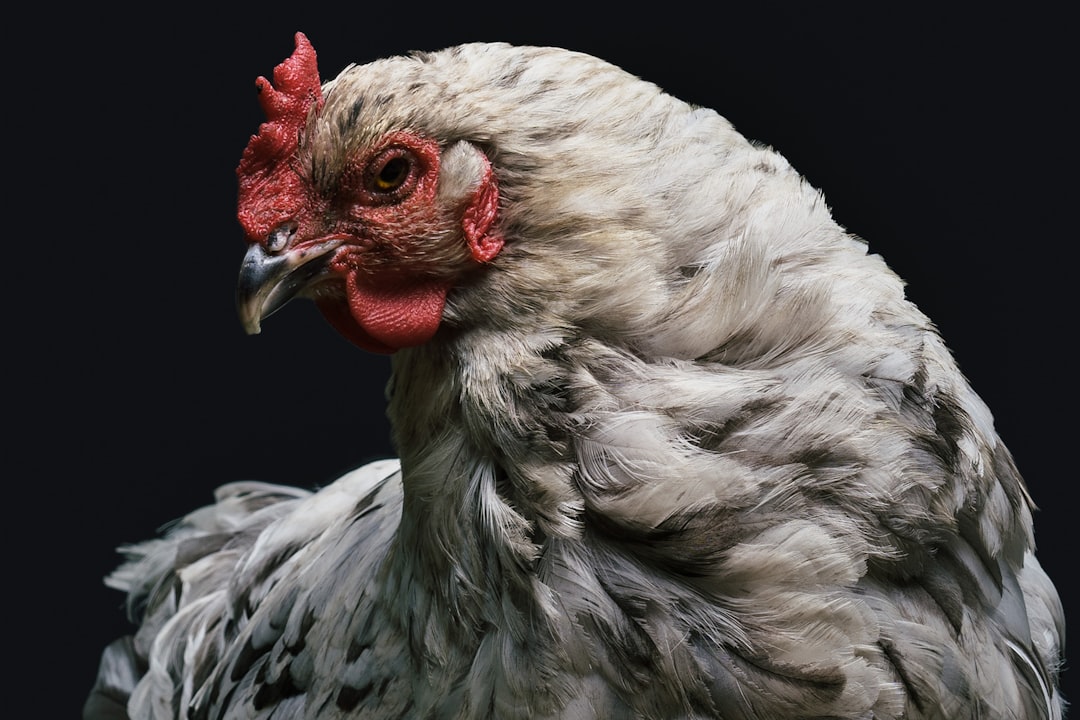 gray and red rooster,