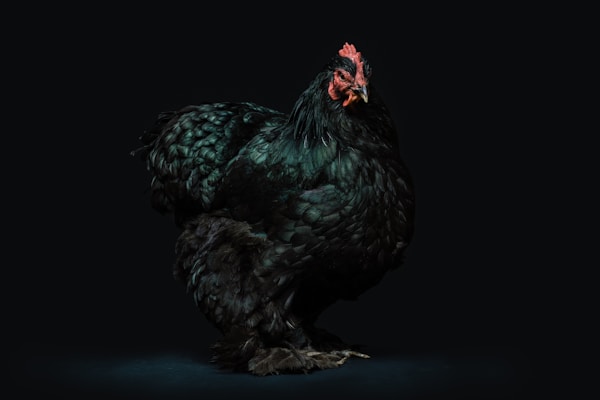 Black Australorp hen - solid black plumage with green iridescent sheen