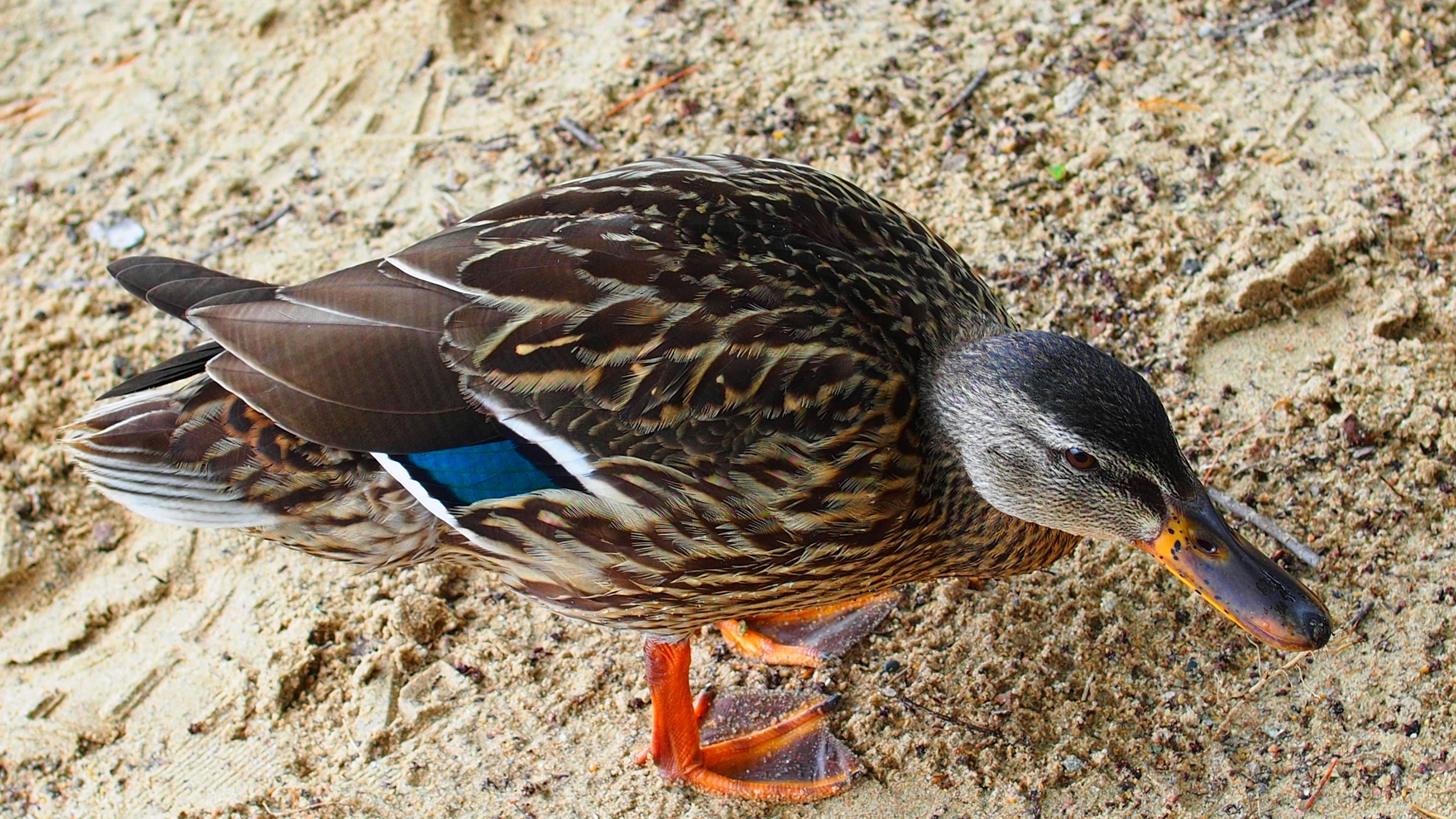 Free Unsplash photo from Jeff Bienkowski