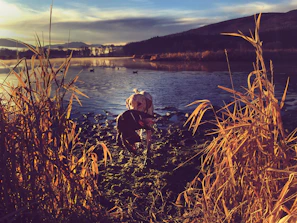 An RV parked by a serene lake at golden hour with dogs lounging nearby