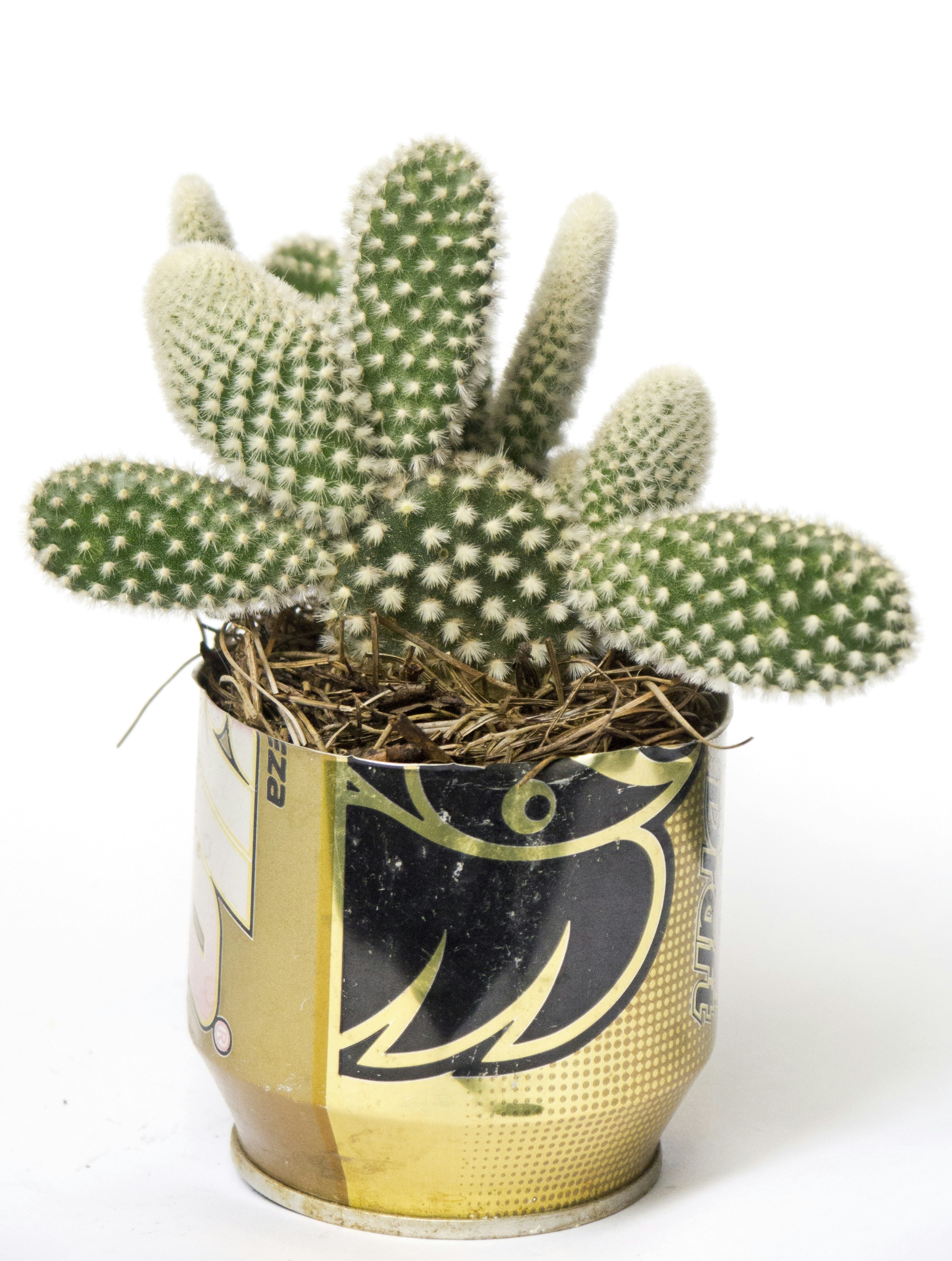 Free Unsplash photo from Celso A. Torres Pirron