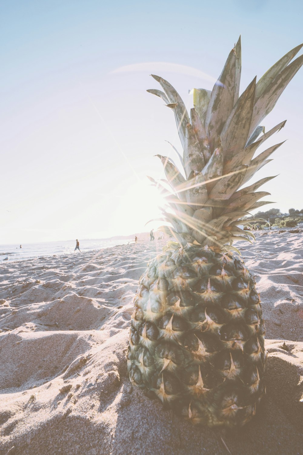 green pineapple fruit on gray sand