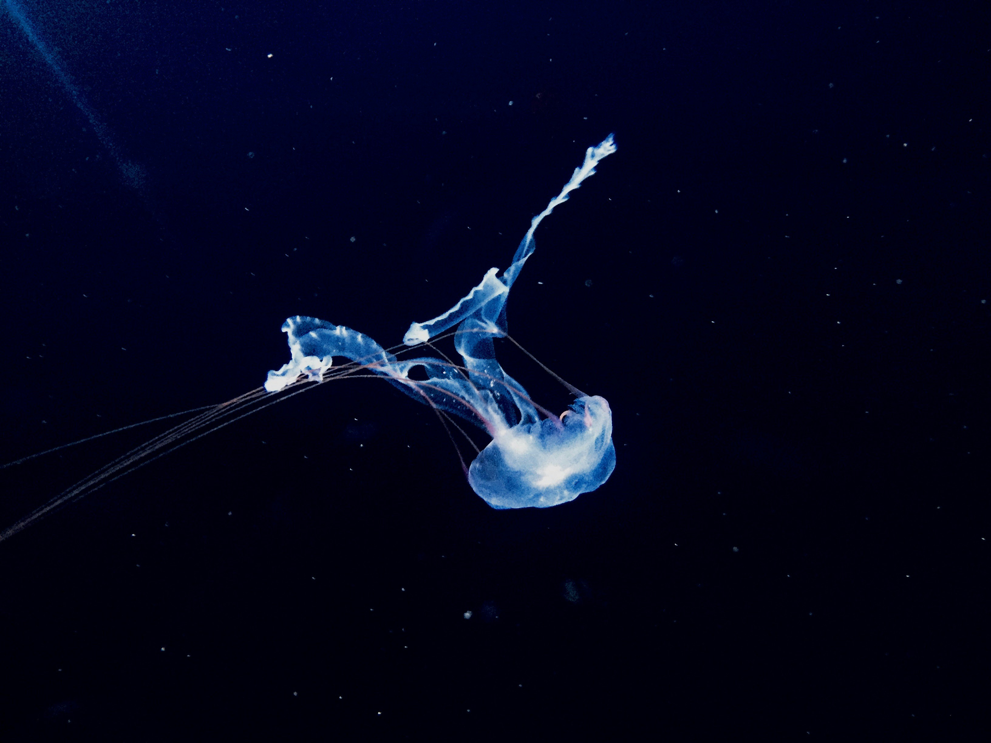 Free Unsplash photo from Emily Morter