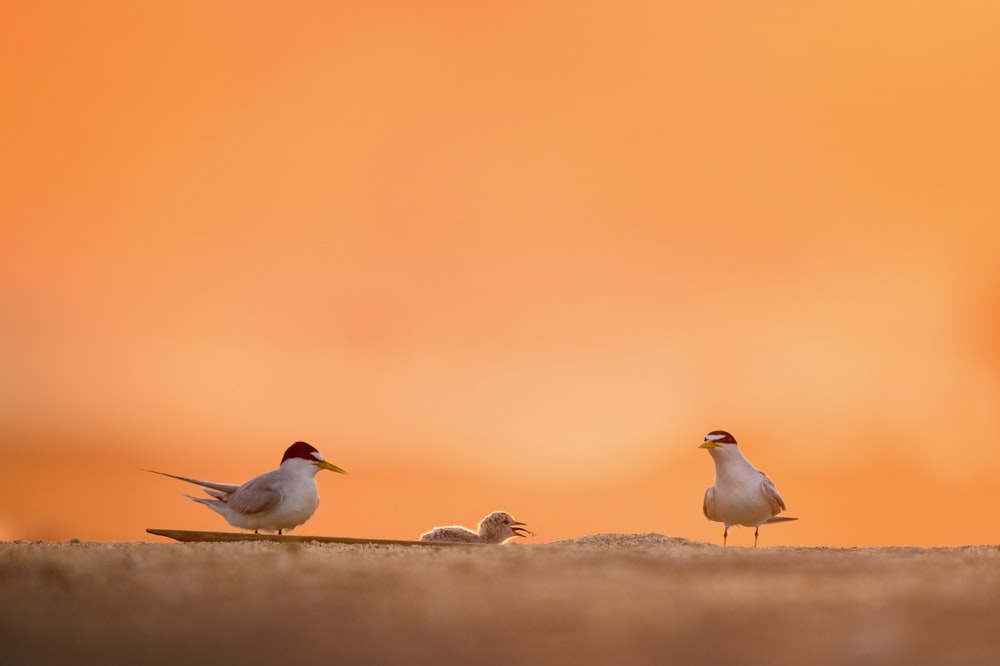 Fotografía de primer plano de dos pájaros blancos
